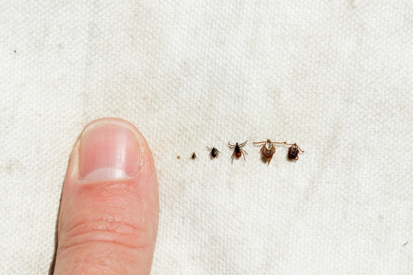 Multiple sized ticks lined up against a thumb, showing how small they are.